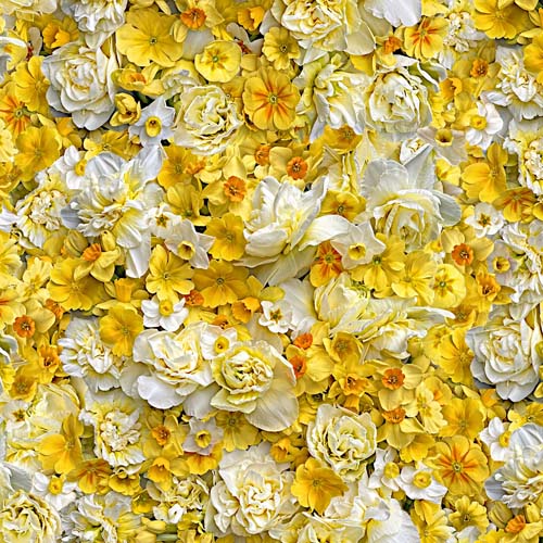 Hand Picked - Forget Me Not -Cheerfulness - packed daffodils - yellow & white