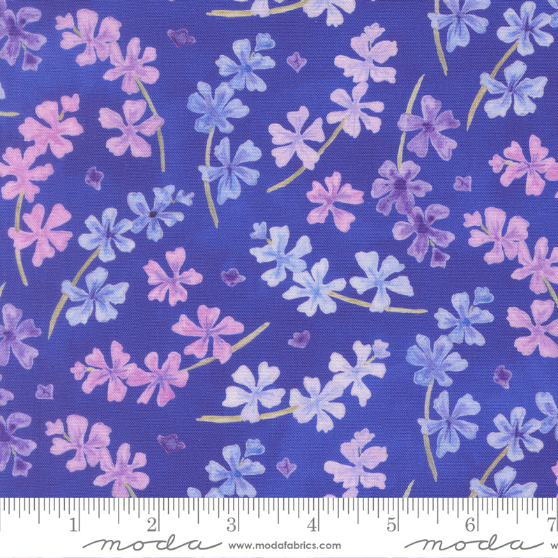 Delphinium - Palette Blenders- Agapanthus - shades of purple seeds on dk blue