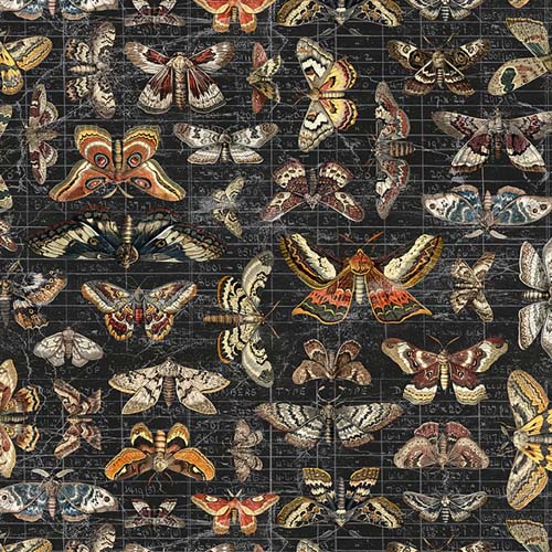 Palette Seasonal Canvas - Halloween -  Halloween Moth Study