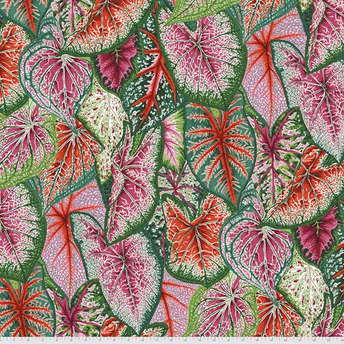 Caladiums - Bright - pink red and green leaves - Kaffe Collective - Aug 2021