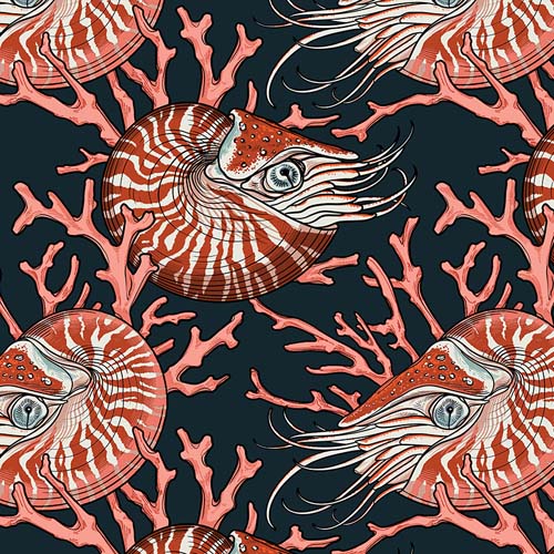 Mariana - Noble Nautilus -Pink - Nautilus & pink coral on black