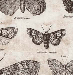 Monochrome - Butterflies - Parchment - Butterflies and moths by Tim Holtz