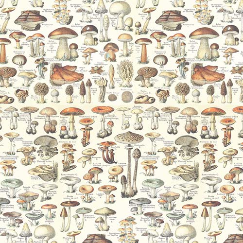 Tim Holtz Palette Orange - Toadstools - toadstool illustrations on cream