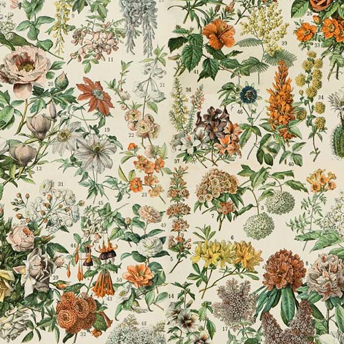 Tim Holtz Palette Orange - Botanical - multi - orange floral on cream