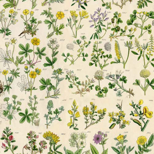 Tim Holtz Palette Yellow - Botanical -  yellow floral