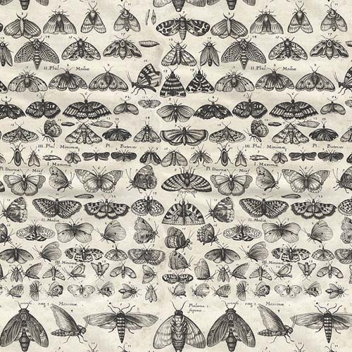 Tim Holtz Palette Charcoal - Moths - Black moths on cream