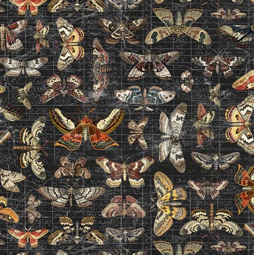 Tim Holtz Palette Seasonal -Halloween Moth Study- colorful moths on black