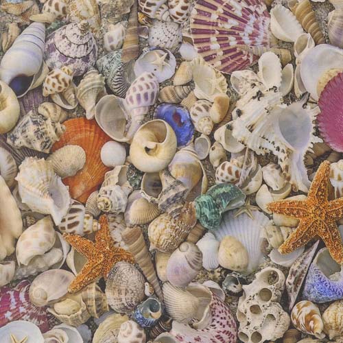 Saltwater - Seas the Day - Shell - Packed shells