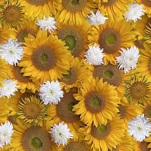 Hand Picked - Forget Me Not -Duo - textured light yellow
