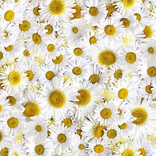 Hand Picked - Forget Me Not -Daisy Delight - packed daisies