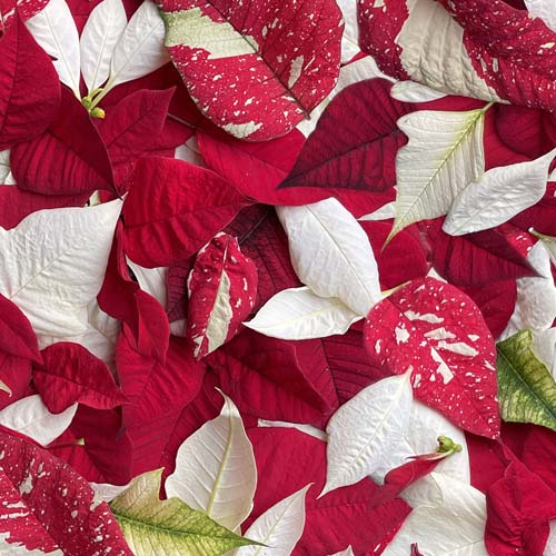 Handpicked: Christmas - Noel - Red/White - Red & white poinsettias