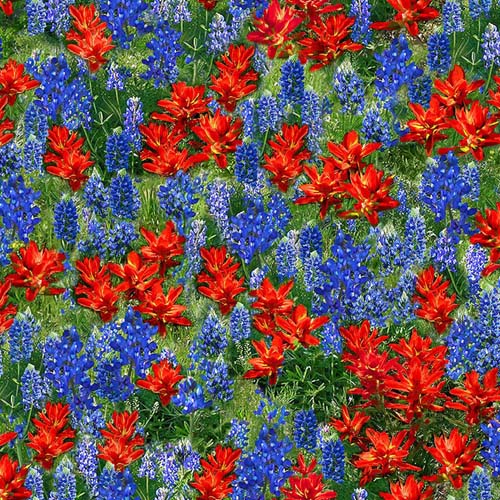 Wildflower - Indian Paintbrush - Multi - bright red & blue flowers in meadow